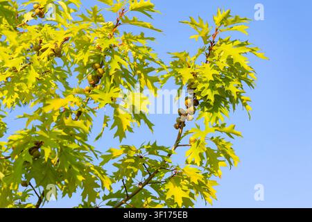 Oak tree with green leaves and young acorns against the blue sky Stock Photo