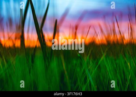 Abstract background of grass in the field at sunset. Blurred image. Stock Photo