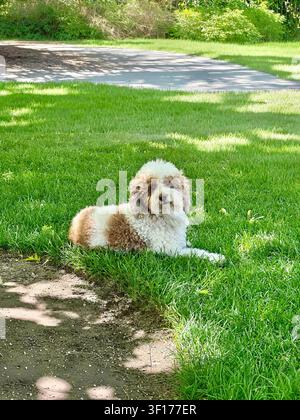 Side view of a Brown and white cockapoo lying on the grass in the shade Stock Photo
