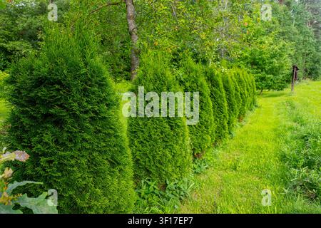 Row of healthy evergreen arborvitae trees growing beside grassy path in landscaped garden. Vibrant green foliage creates natural hedge with forest bac Stock Photo