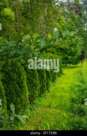 Fresh green oak leaves with small acorns stretch across foreground above tall trimmed evergreen hedge. Lush grass path leads through serene park setti Stock Photo