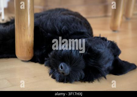 Adorable black fluffy dog napping peacefully on a light wooden floor indoors, perfect for pet care and lifestyle concepts. Stock Photo