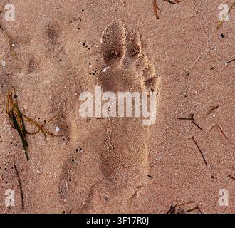 Barefoot footprint visible in fine sand on a beach, surrounded by small pebbles and seaweed, with a natural shoreline in the background Stock Photo