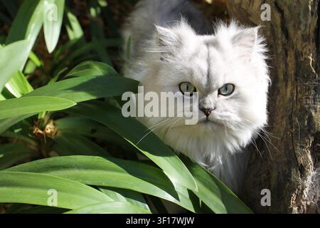 Silver Persian cat with striking green eyes peering through lush green foliage in a garden. Long-haired domestic cat photographed outdoors in natural Stock Photo