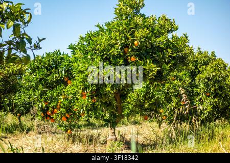 Oranges growing in a orange grove at the Spanish seaside resort of Xàbia (Jávea), Spain Stock Photo
