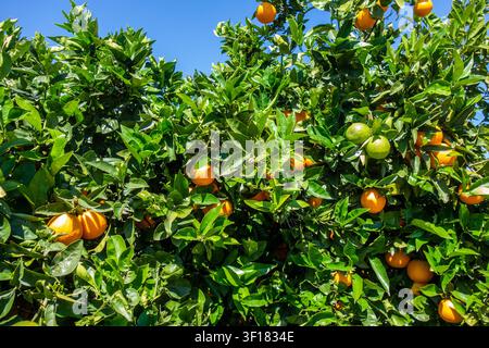 Oranges growing in a orange grove at the Spanish seaside resort of Xàbia Spain), Spain Stock Photo