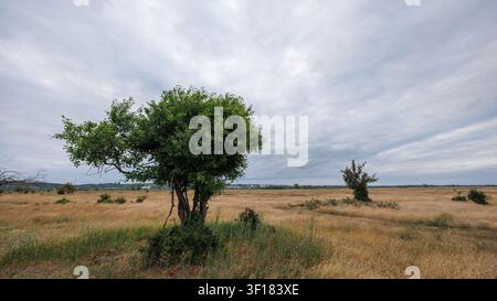 A lone bush with green leaves in a rural meadow. Yellow grass in the meadow. Cloudy sky. Stock Photo