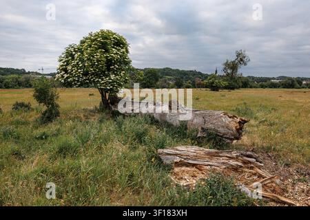 A large, rotten trunk of a fallen tree at the base of a beautiful, blooming young tree. A flowering tree in a spring meadow. Cloudy sky. Stock Photo
