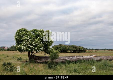 A green viburnum bush with white flowers next to the fallen trunk of a rotten tree in a spring meadow. Succulent grasses in a rural meadow. Cloudy sky Stock Photo
