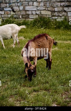A brown goat eats fresh green grass in the foreground while a white goat grazes nearby. The animals are feeding in a lush pasture next to an old, rust Stock Photo