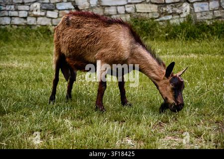 A brown goat eats fresh green grass in the foreground while a white goat grazes nearby. The animals are feeding in a lush pasture next to an old, rust Stock Photo