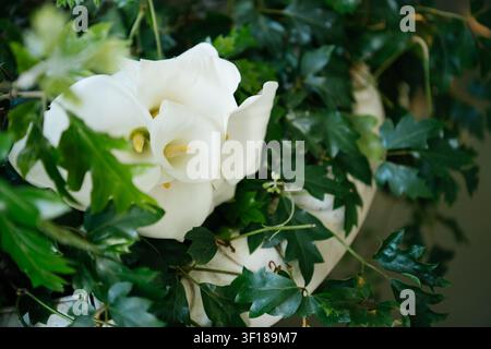 A close-up, artistic shot of beautiful white calla lilies surrounded by vibrant, deep green ivy foliage. Stock Photo