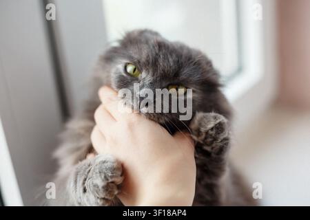 Grumpy gray cat with yellow eyes bites human hand near window with soft natural light Stock Photo