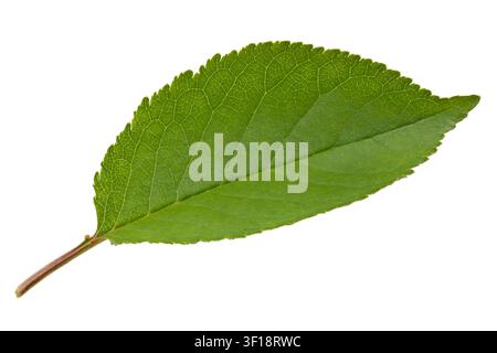 Green plum leaf with veins and petiole isolated on white background close-up Stock Photo