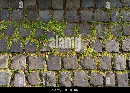 Overhead view of old cobblestone pavement texture background with green grass and moss in joints, natural basalt stone paving pattern Stock Photo