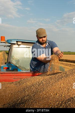 Young farmer letting freshly harvested wheat flow through his hands while standing beside a tractor and trailer in a ripe wheat field. Concept of succ Stock Photo