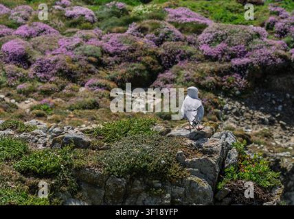 A European Herring Gull stands on the rugged coastal rocks of South Stack in Anglesey, surrounded by vibrant purple heather. Stock Photo