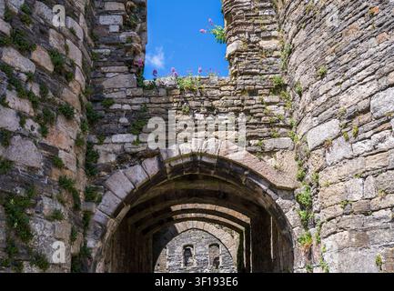 Wildflowers grow on the ancient medieval stone walls of Beaumaris Castle on the Isle of Anglesey in North Wales. Stock Photo