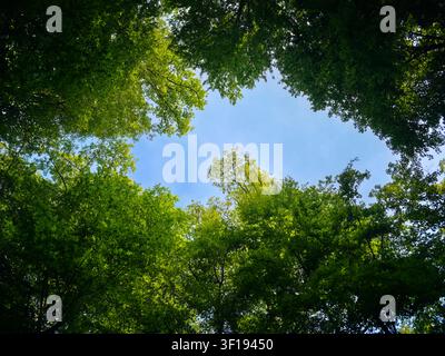 germany, vibrant summer forest clearing beneath endless deep blue sky framed by lush green trees in peaceful wendlingen nature landscape Stock Photo