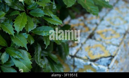 Parthenocissus tricuspidata Leaves Against Decorative Tile Bokeh — Boston Ivy Green Foliage with Yellow Portuguese Garden Tile Background Stock Photo
