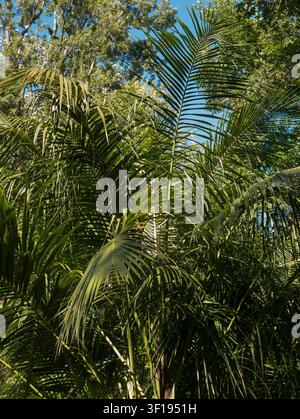 Dense tropical palm trees with green fronds in botanical garden landscape Stock Photo