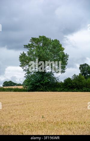 Large solitary green oak tree standing in a golden wheat field under a dramatic cloudy sky Stock Photo