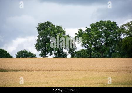 Row of green oak trees on top of a rolling golden wheat field hill under dramatic storm sky Stock Photo