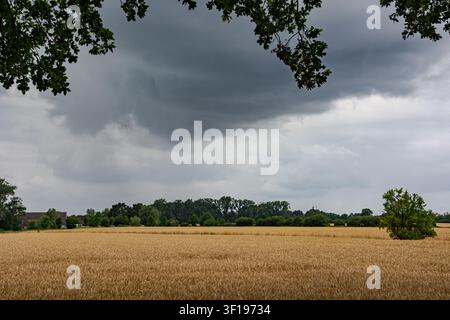 Dramatic dark storm clouds gathering over a golden wheat field in the countryside before rain Stock Photo
