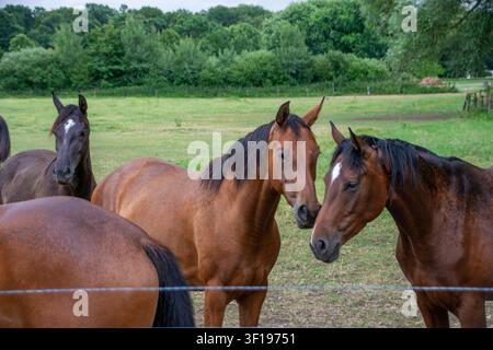 Beautiful brown horses standing together in a green pasture fenced paddock under summer light Stock Photo