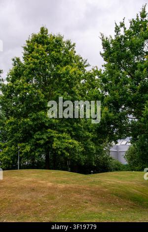 Green oak trees growing on a grassy lawn in a public park against a cloudy sky Stock Photo