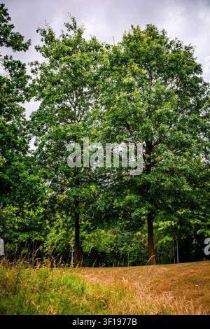 Large green oak trees growing on a grassy hill under an overcast cloudy sky in a park Stock Photo
