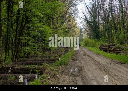 A solitary hiker walks along a muddy dirt road through a lush spring forest lined with felled logs and fresh green foliage, suggesting peaceful solitu Stock Photo