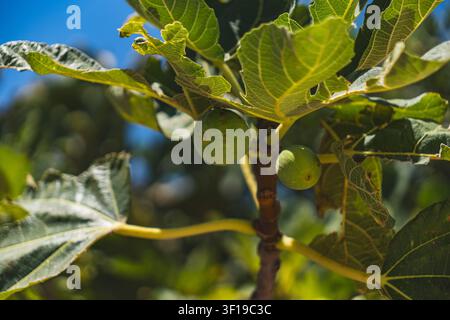 close-up of green figs growing on a tree Stock Photo
