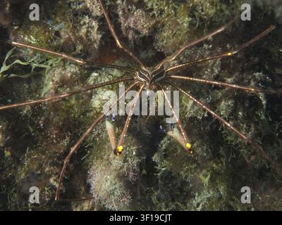 Close-up of a long-legged crab, the Eastern Atlantic arrow crab (Stenorhynchus lanceolatus), in dense seagrass, dive site: El Cabron Marine Reserve, A Stock Photo
