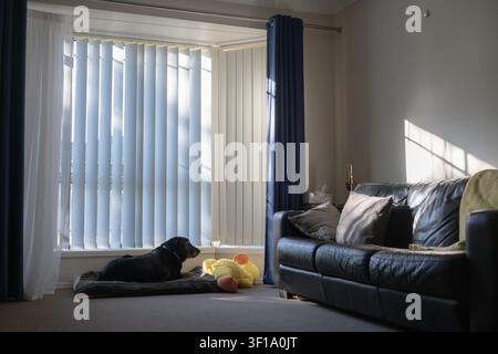 Sunlight streams through vertical blinds into a cozy living room with an old black dog on his cushion Stock Photo