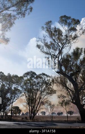 Smoke rises from distant burning field. Trees stand tall against smoky horizon in rural Australia. Controlled burns. Stock Photo