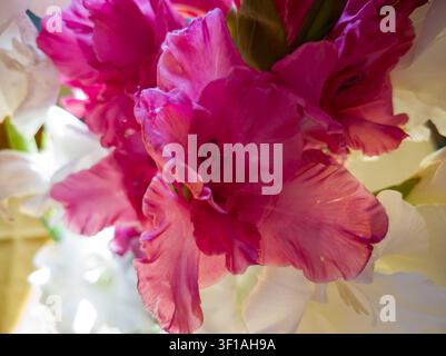 Macro close-up of a vibrant pink gladiolus flower blooming, beautiful magenta Gladiolus head with ruffled petals texture surrounded by white blossoms. Stock Photo