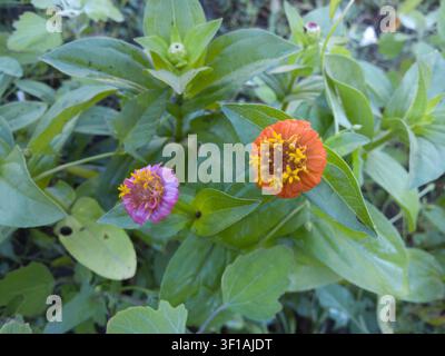 Two young colorful Zinnia elegans flowers blooming on a bush close-up, orange and pink zinnia heads with green leaves and buds background. Stock Photo