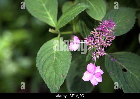 Pink lacecap hydrangea flower close up with serrated green leaves in a lush garden setting. Stock Photo