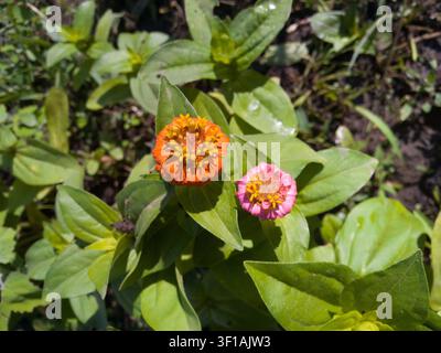 Two young colorful Zinnia elegans flowers blooming on a bush close-up, orange and pink zinnia heads with green leaves and buds background. Stock Photo