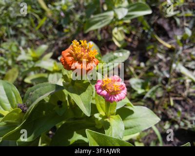 Two young colorful Zinnia elegans flowers blooming on a bush close-up, orange and pink zinnia heads with green leaves and buds background. Stock Photo