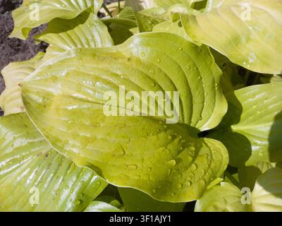 Close-up of a green Hosta leaf covered with raindrops, beautiful water droplets on a textured plantain lily foliage in a sunny garden. Stock Photo