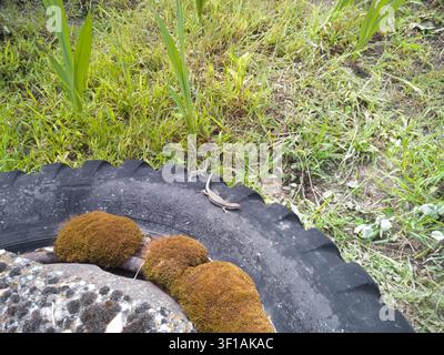 Two small lizards sunbathing together on an old discarded tractor tire, wild reptiles basking on a mossy rubber tyre in a green backyard. Stock Photo