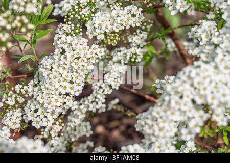 White Spiraea Flowers Blooming on Branches in Springtime Garden Sunlight Nature Background Stock Photo