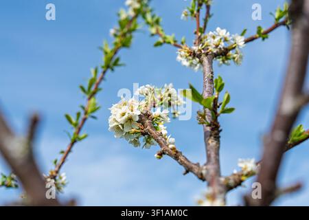 White plum blossoms blooming on tree branches against a clear blue sky in early spring season Stock Photo