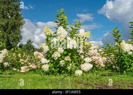 White Hydrangea Paniculata Bush Blooming in a Sunny Garden with Blue Sky and Fluffy Clouds Stock Photo