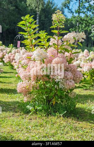 Beautiful Hydrangea Paniculata Bush with Pink and White Flowers Growing in a Sunny Garden Stock Photo