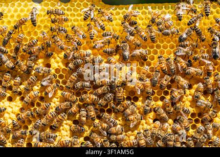Honey Bees Working on Yellow Honeycomb Frame in Apiary for Natural Organic Honey Production Stock Photo