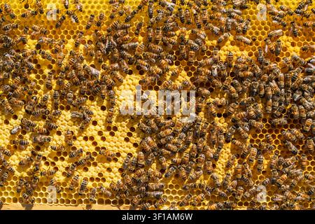 Honey bees working on a yellow honeycomb frame inside a commercial wooden beehive structure Stock Photo