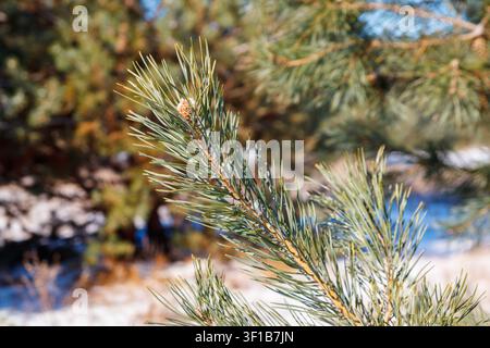 Pine tree branches covered with white snow at winter Stock Photo